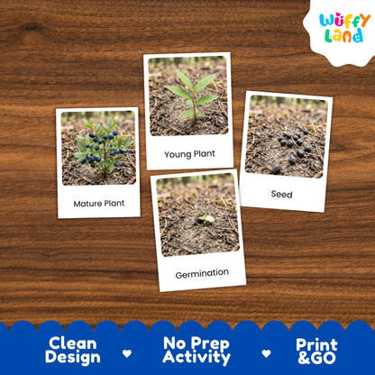 Four labeled photo cards showing plant growth stages—Mature Plant, Young Plant, Seed, and Germination—placed on a wood surface. The cards are part of an educational print-and-go activity, with a Wuffy Land logo in the top right and a blue banner at the bottom reading Clean Design, No Prep Activity, and Print & GO.