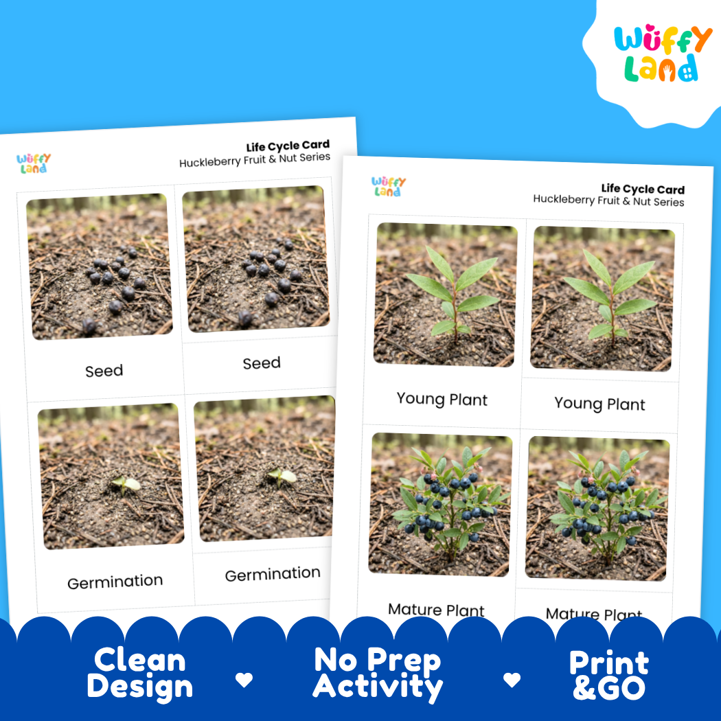 Two printable life cycle cards for huckleberry fruit and nut series shown on a bright blue background. The cards include labeled photos of seed, germination, young plant, and mature plant stages.