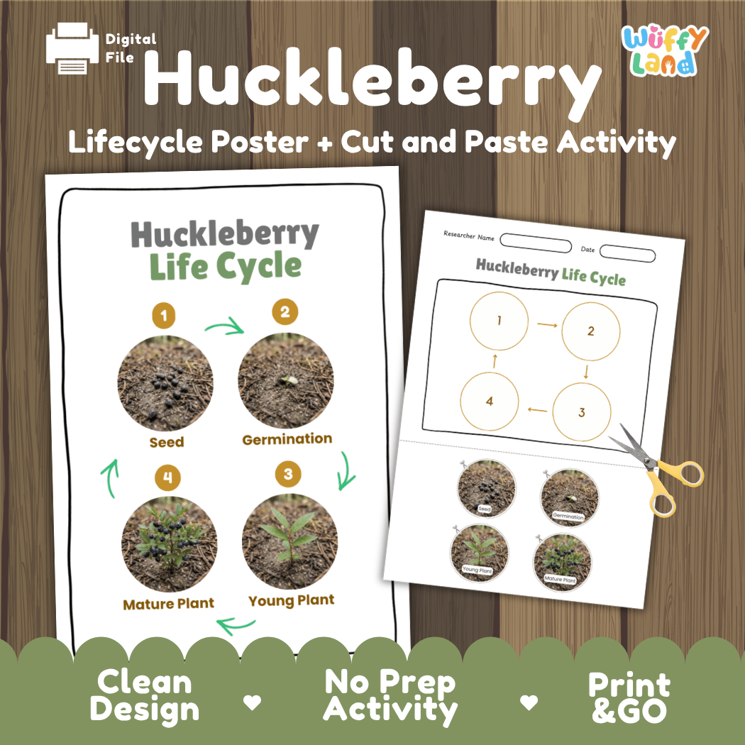 Huckleberry Life Cycle Poster and Cut and Paste Worksheet Activity