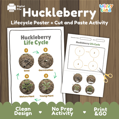 Huckleberry Life Cycle Poster and Cut and Paste Worksheet Activity