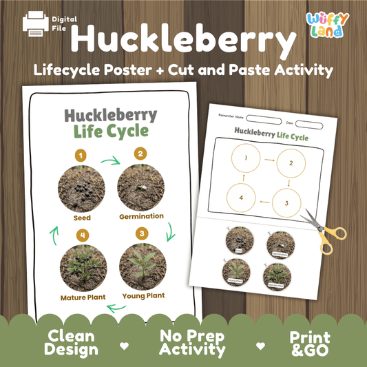 Printable huckleberry life cycle cut and paste sequencing worksheet with real photography of seed, germination, young plant, and mature plant ✂️🔄