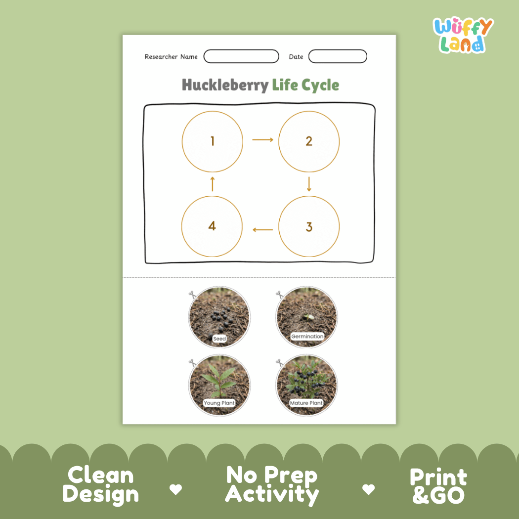 Huckleberry Life Cycle Poster and Cut and Paste Worksheet Activity