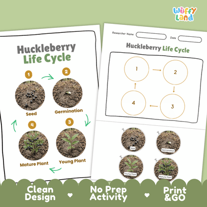 Huckleberry Life Cycle Poster and Cut and Paste Worksheet Activity