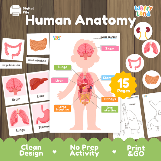 Human Anatomy