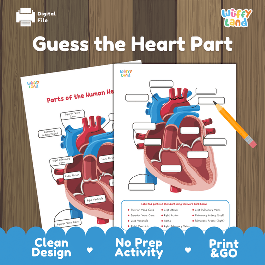 Human Heart Diagram Worksheet – Guess the Heart Part Science Activity - Labeling & Quiz PDF