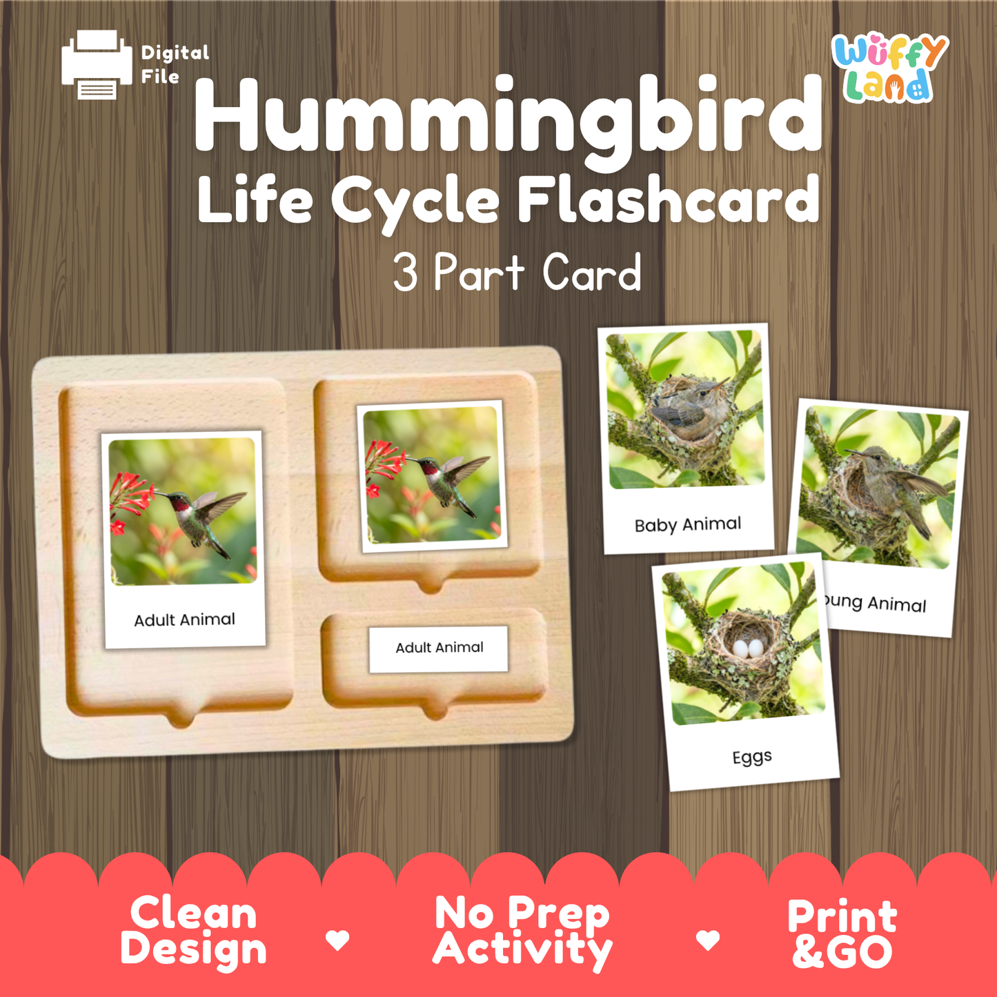 Hummingbird Life Cycle Flashcard set by Wiffy Land, featuring a wooden 3-part card tray with sample images of adult animals, eggs, and hatched animal, shown on a wood-grain background with promotional text.