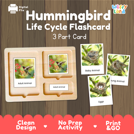 Hummingbird Life Cycle Flashcard set by Wiffy Land, featuring a wooden 3-part card tray with sample images of adult animals, eggs, and hatched animal, shown on a wood-grain background with promotional text.