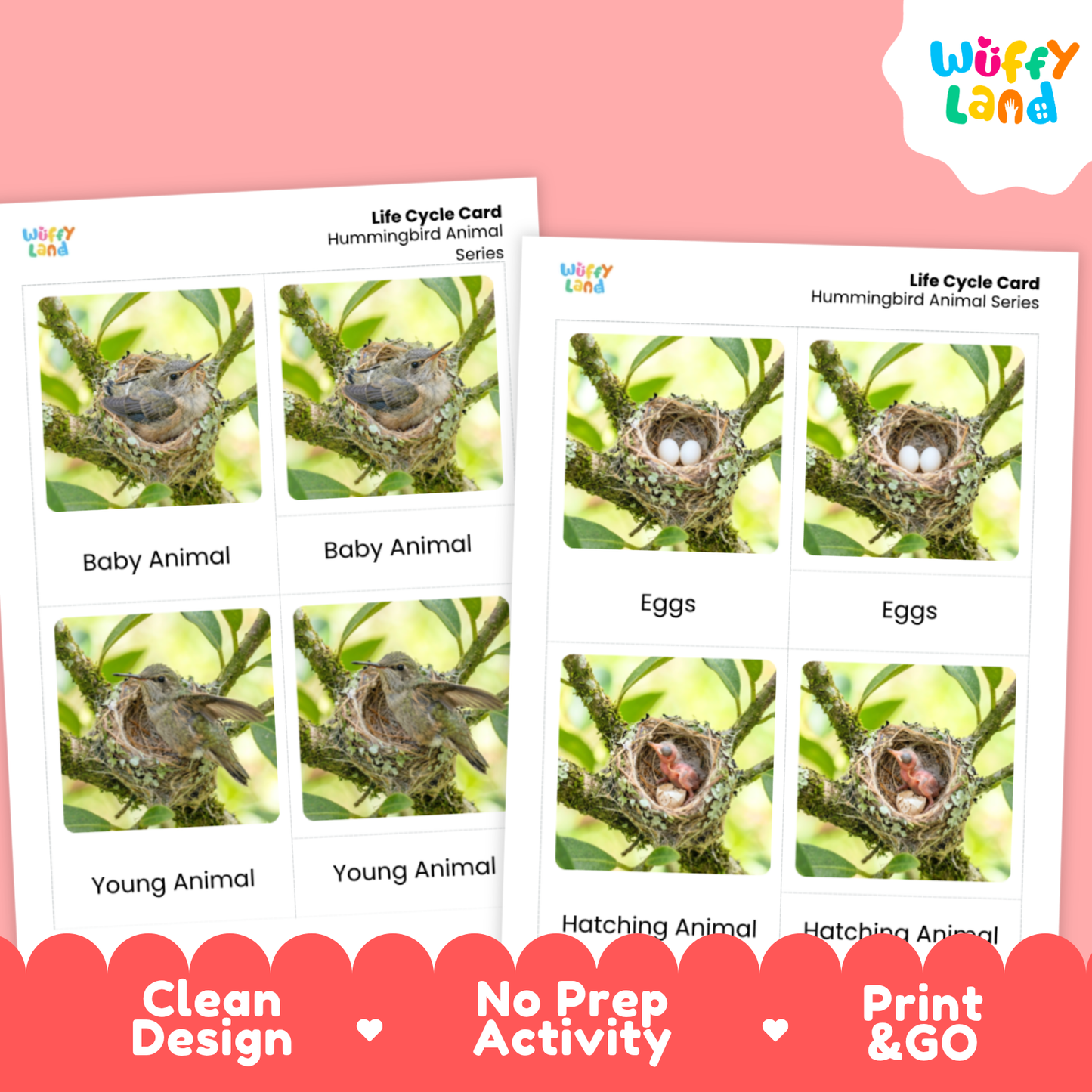 Two printed hummingbird animal life cycle cards shown on a pink background. The cards feature labeled photos of hummingbird nests and young, with text including Baby Animal, Eggs, Young Animal, and Hatching Animal.