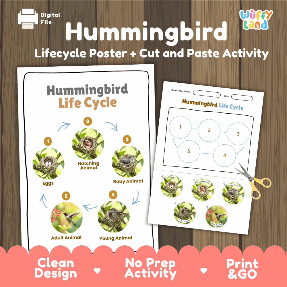 Hummingbird Life Cycle Poster and Cut and Paste Worksheet Activity