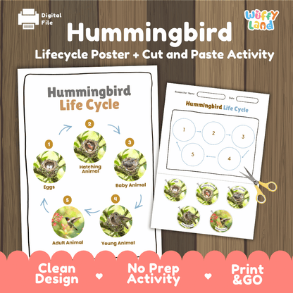Hummingbird Life Cycle Poster and Cut and Paste Worksheet Activity