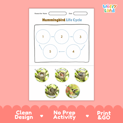 Hummingbird Life Cycle Poster and Cut and Paste Worksheet Activity