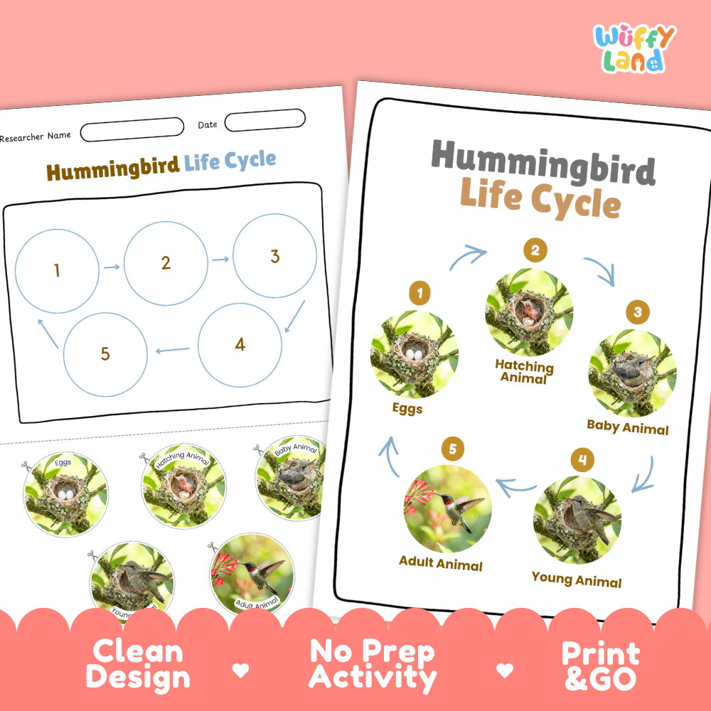 Hummingbird Life Cycle Poster and Cut and Paste Worksheet Activity