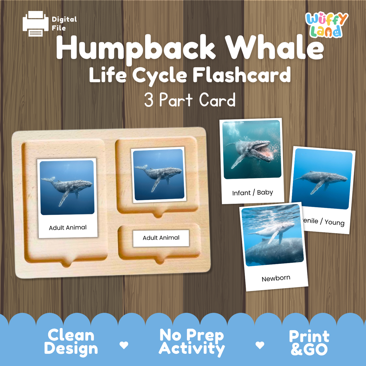 Humpback Whale Life Cycle Flashcards - Montessori 3 Part Cards Printable Activity
