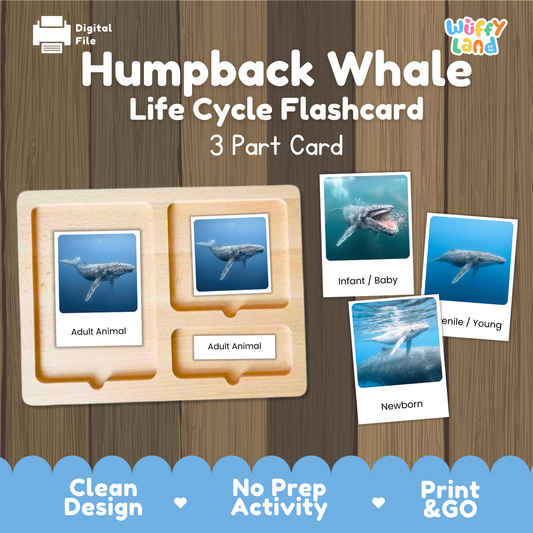 Montessori 3-part photo cards for humpback whale life cycle shown on wooden tray paired with animal research report worksheets and reference photo page