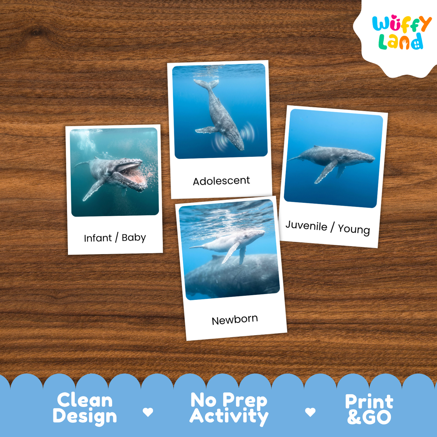 Humpback Whale Life Cycle Flashcards - Montessori 3 Part Cards Printable Activity