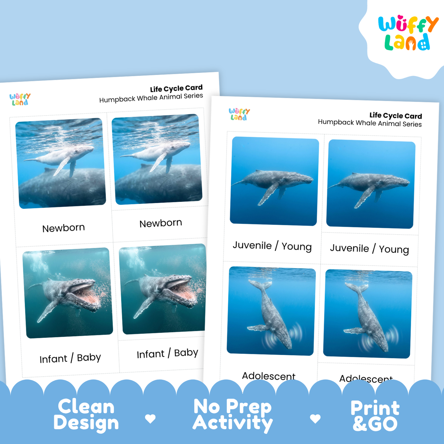 Two printed life cycle cards for humpback whales shown on a light blue background. The cards feature labeled panels for newborn, juvenile/young, infant/baby, and adolescent stages with underwater photos of humpback whales.