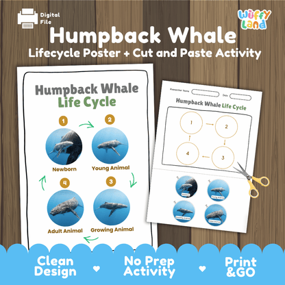 Humpback Whale Life Cycle Poster and Cut and Paste Activity Worksheets