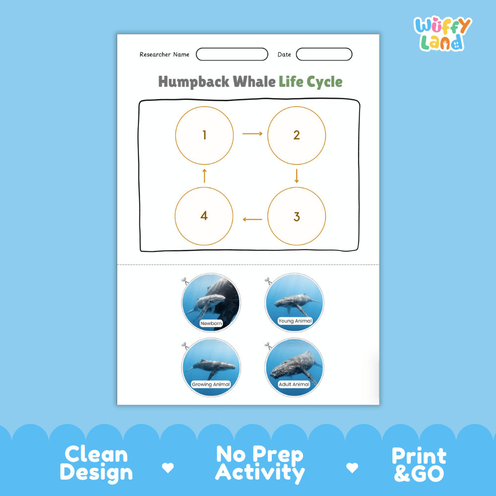 Humpback Whale Life Cycle Poster and Cut and Paste Activity Worksheets