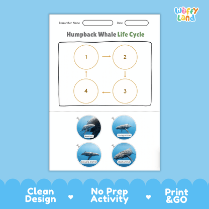 Humpback Whale Life Cycle Poster and Cut and Paste Activity Worksheets