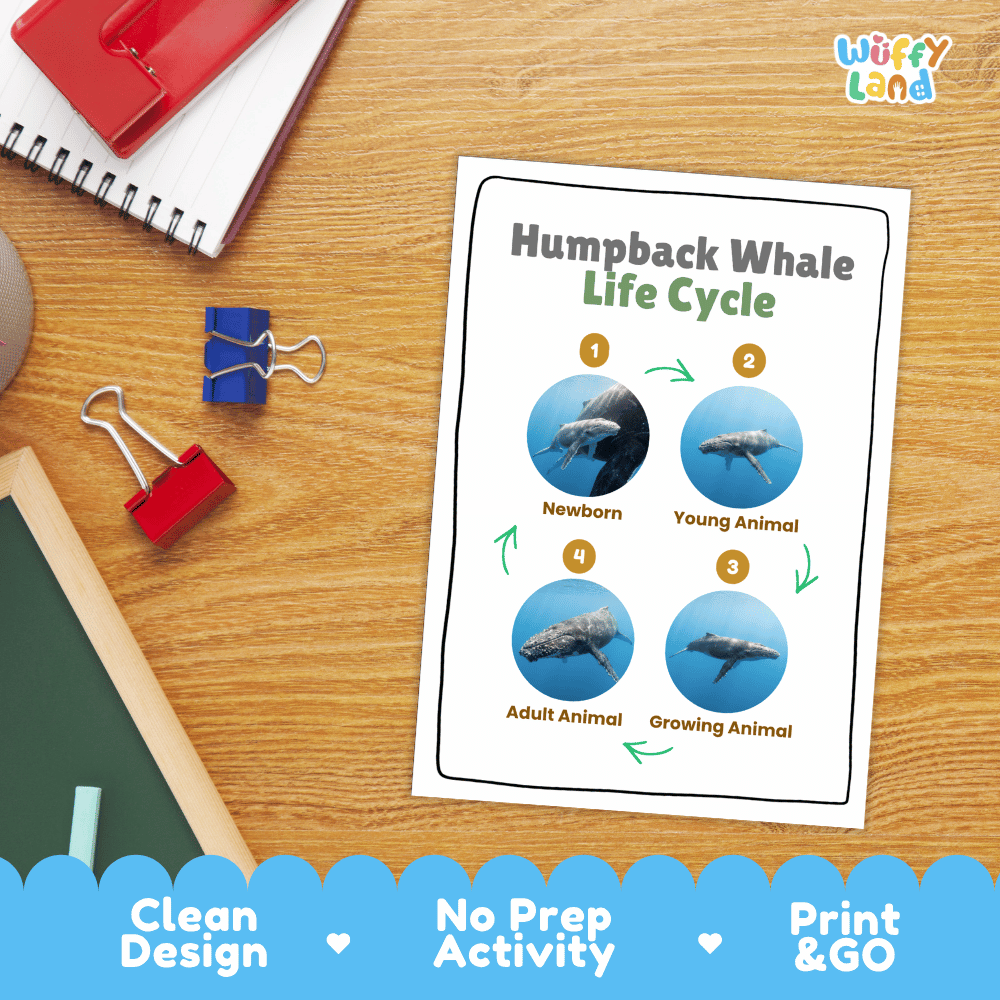 Humpback Whale Life Cycle Poster and Cut and Paste Activity Worksheets