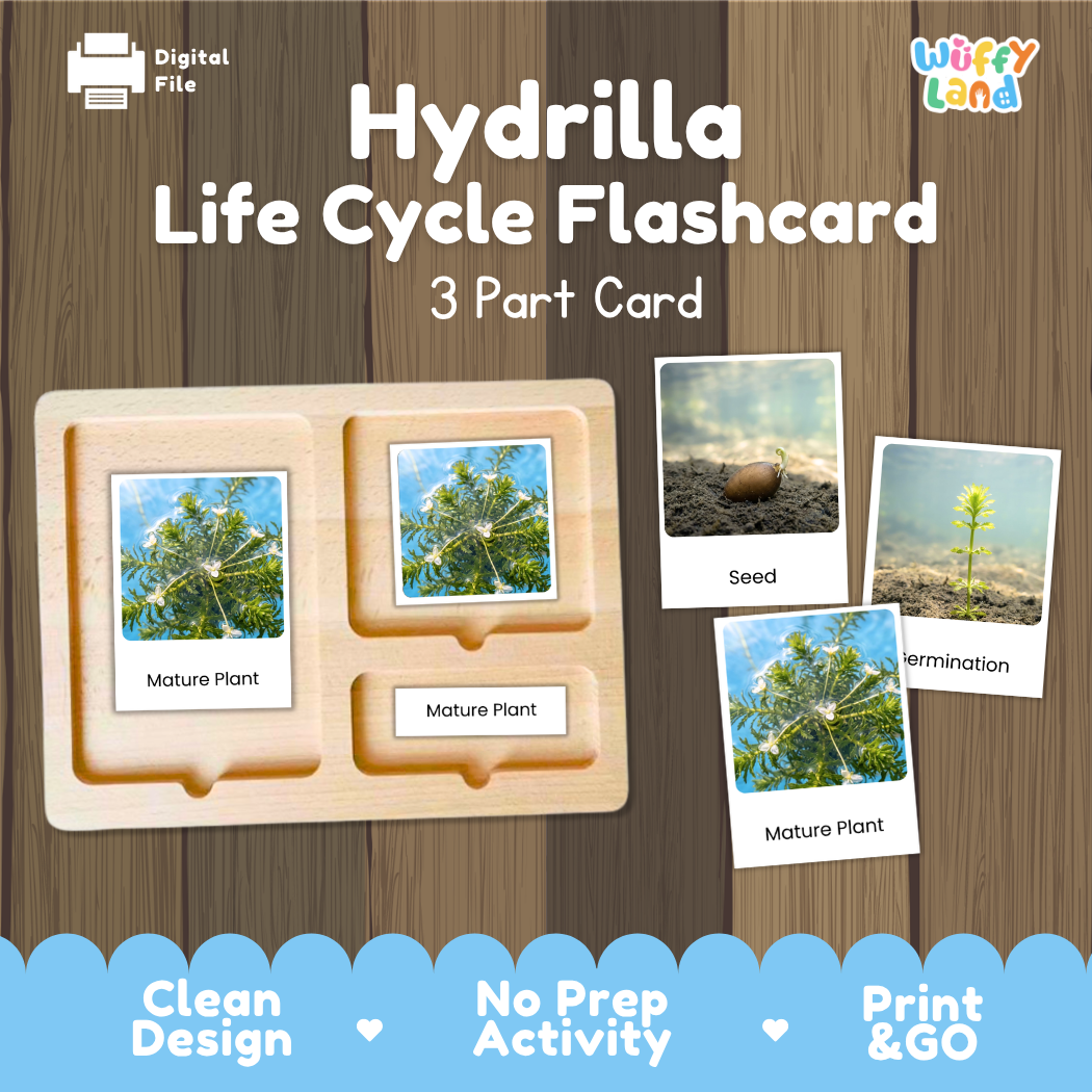 Montessori three part cards featuring real photographic images of hydrilla submerged growth stages and mature aquatic plants displayed on a wooden tray