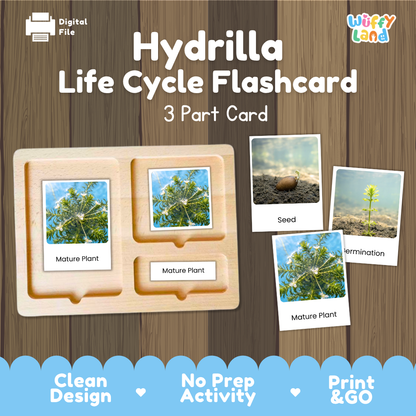 Montessori three part cards featuring real photographic images of hydrilla submerged growth stages and mature aquatic plants displayed on a wooden tray