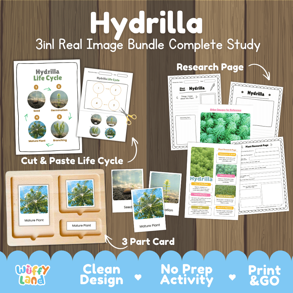 Hydrilla plant 3in1 real image bundle complete study printable featuring life cycle cut and paste worksheets, Montessori 3-part cards, and research pages