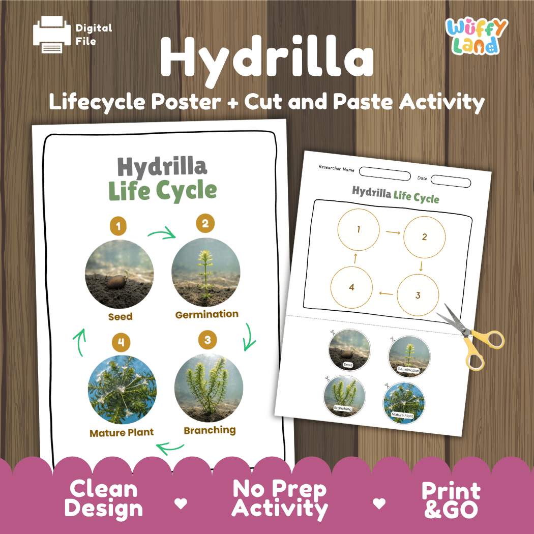 Hydrilla Life Cycle Poster and Cut and Paste Activity Worksheets