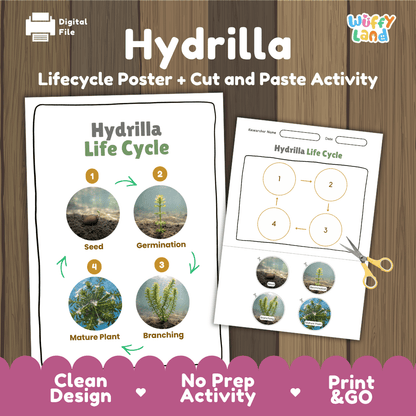 Hydrilla Life Cycle Poster and Cut and Paste Activity Worksheets