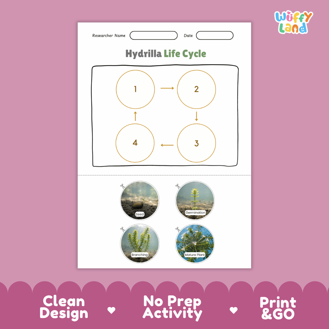 Hydrilla Life Cycle Poster and Cut and Paste Activity Worksheets