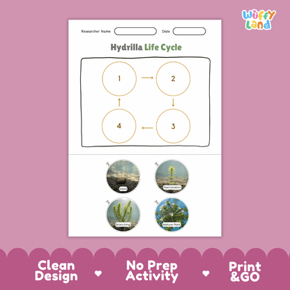 Hydrilla Life Cycle Poster and Cut and Paste Activity Worksheets
