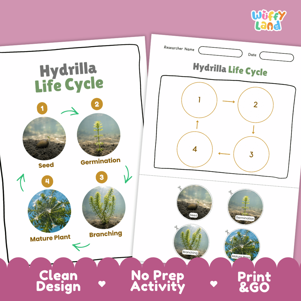 Hydrilla Life Cycle Poster and Cut and Paste Activity Worksheets