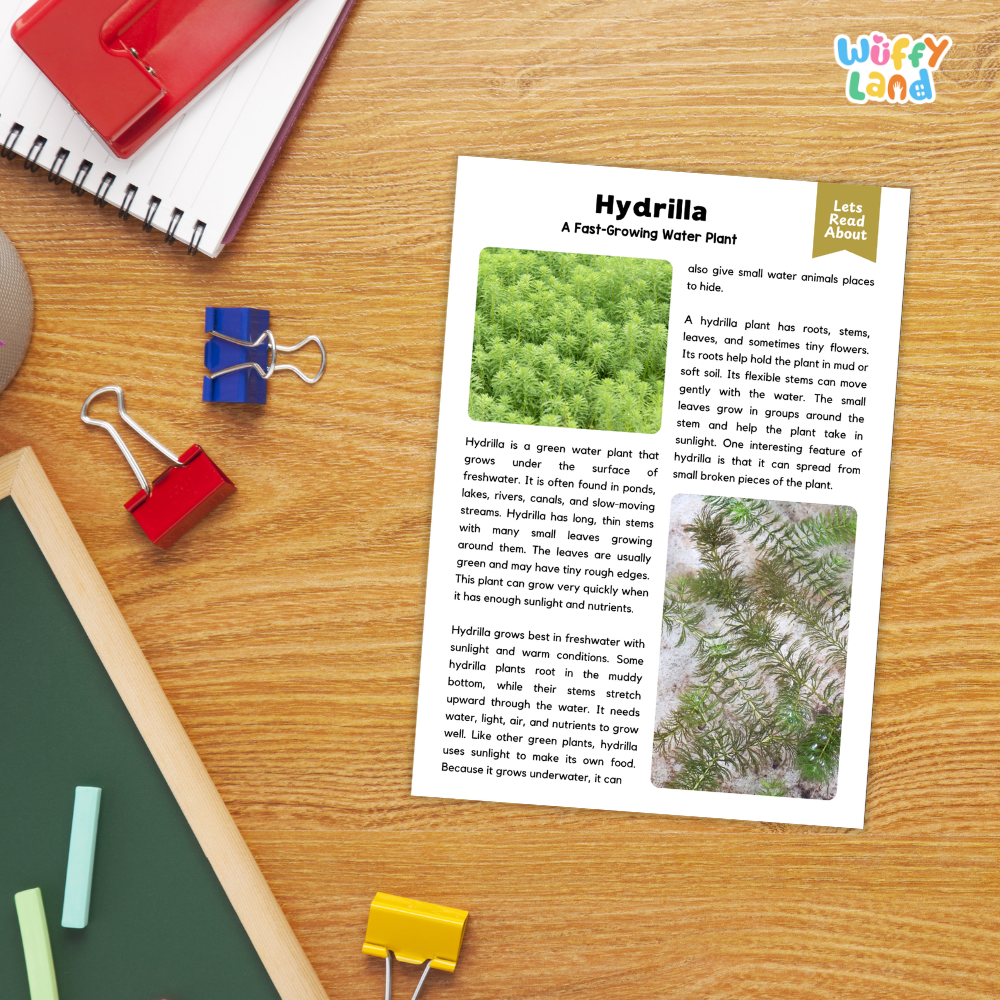 Hydrilla Plant Reading Passages Worksheets and Comprehension Activity