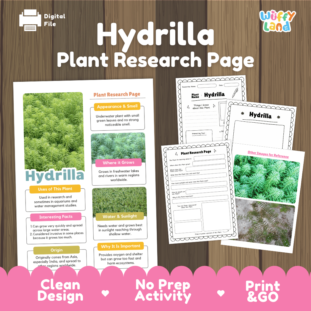 Digital preview of a Hydrilla plant research page activity sheet set on a wood background. The image shows the main poster page, two worksheet pages, and a water tracker sheet, with branding for 'Wiffy Land' and text indicating 'Clean Design', 'No Prep Activity', and 'Print & GO'.