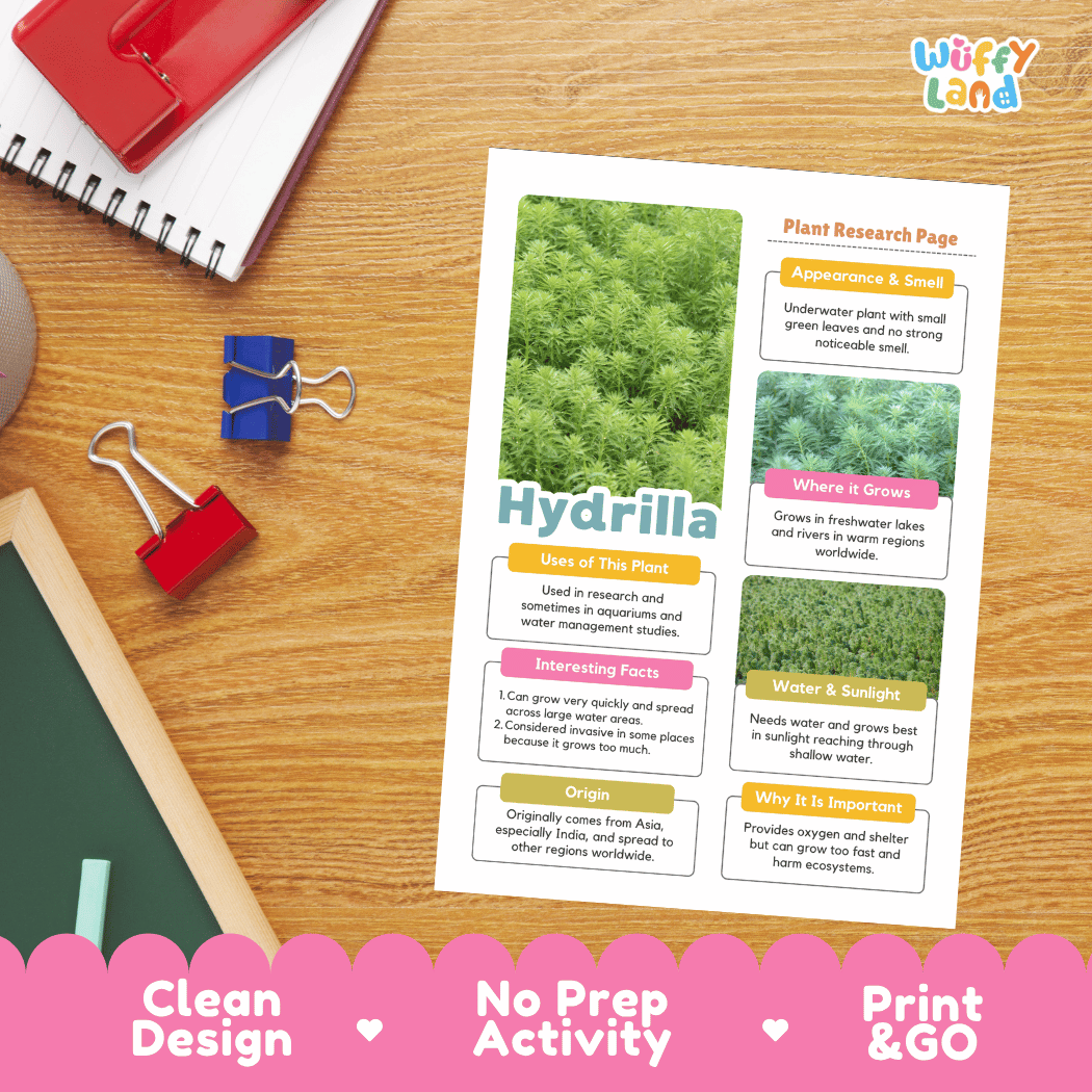 A printed plant research page about Hydrilla lies on a wooden desk, surrounded by school supplies including a spiral notebook, a red binder clip, and a red folder. The page has colorful text boxes and plant photos.