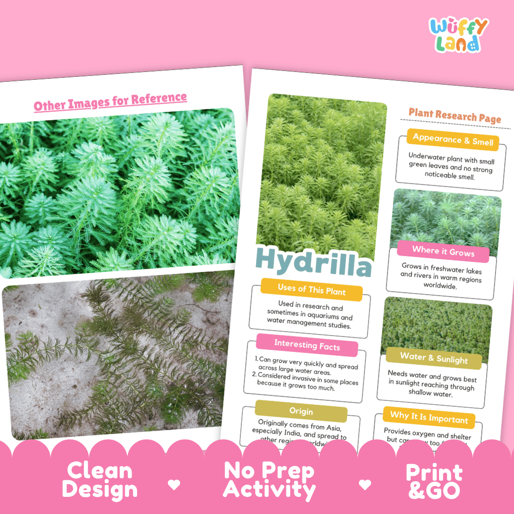 A pink and white educational poster set from Wiffly Land about the plant Hydrilla, featuring plant research pages with text boxes, a plant photo, and a reference image area, labeled 'Clean Design,' 'No Prep Activity,' and 'Print & GO.'.