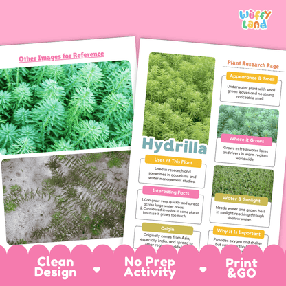 A pink and white educational poster set from Wiffly Land about the plant Hydrilla, featuring plant research pages with text boxes, a plant photo, and a reference image area, labeled 'Clean Design,' 'No Prep Activity,' and 'Print & GO.'.