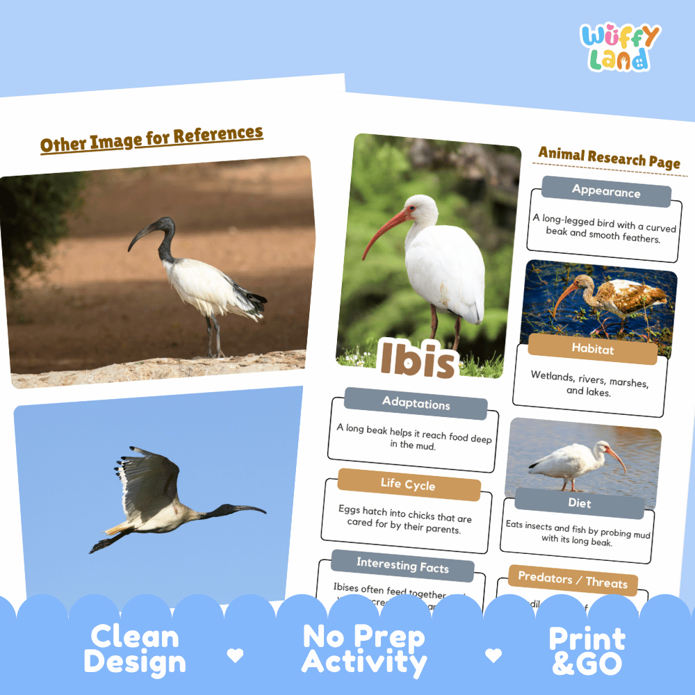 Ibis Animal Research Page Worksheets