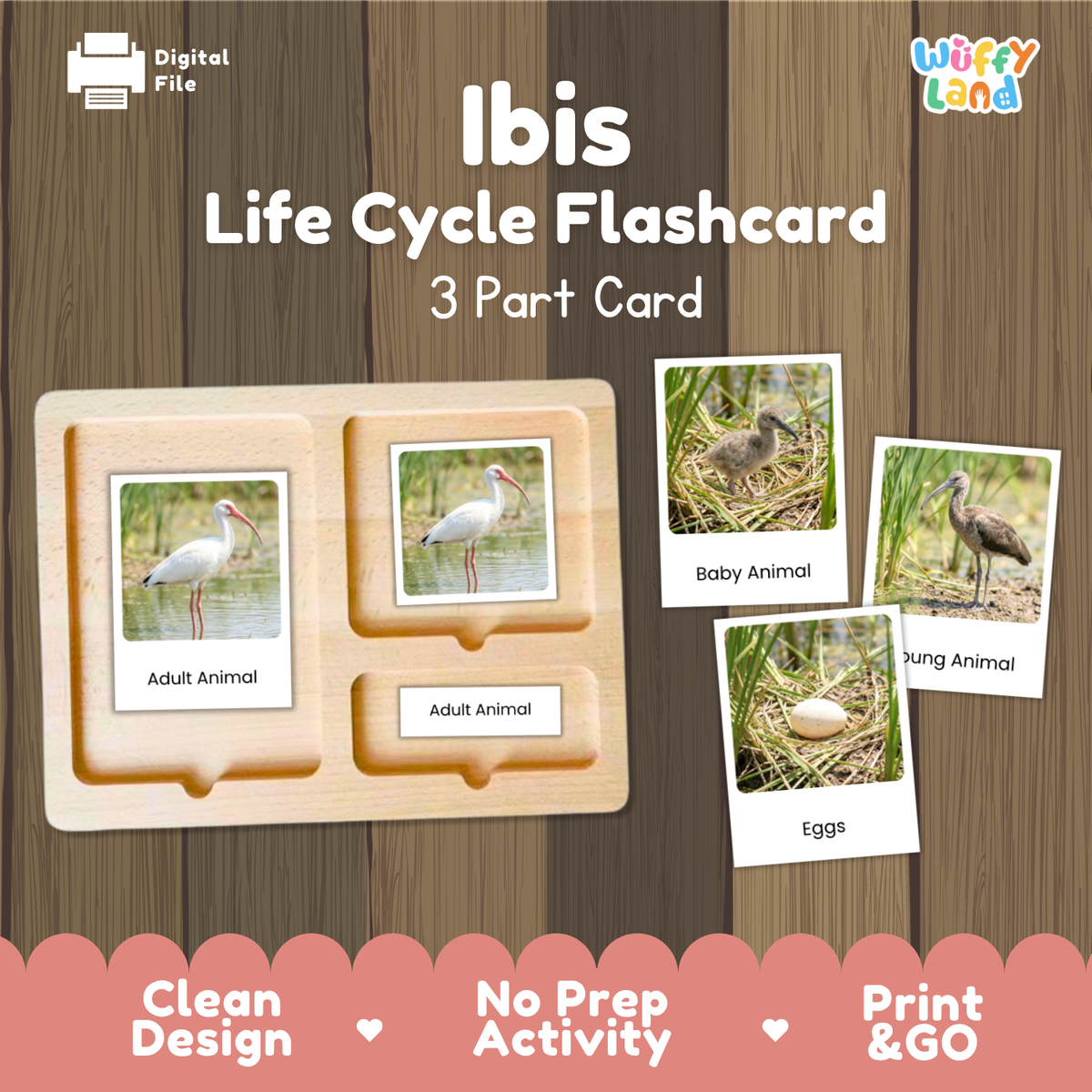 Ibis Life Cycle Flashcard 3 Part Card Worksheets