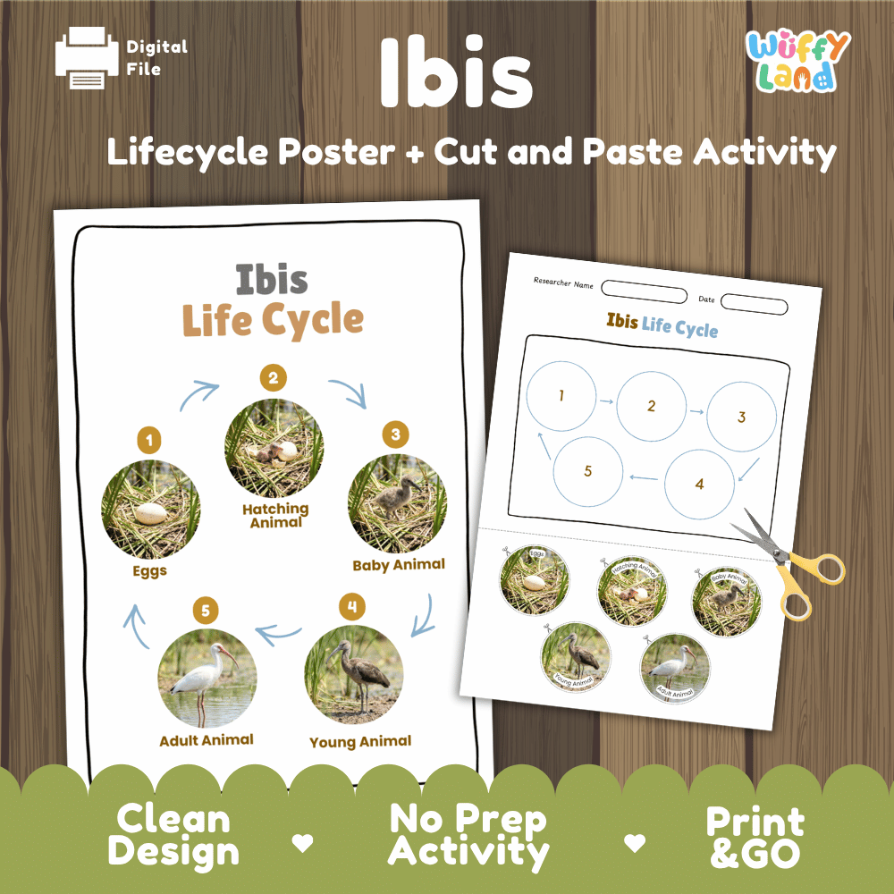 Ibis Life Cycle Poster and Cut and Paste Worksheet Activity