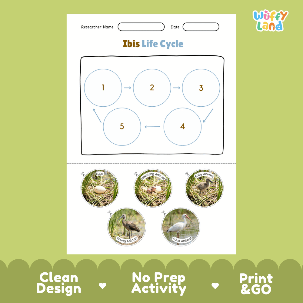 Ibis Life Cycle Poster and Cut and Paste Worksheet Activity