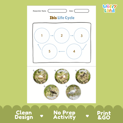 Ibis Life Cycle Poster and Cut and Paste Worksheet Activity