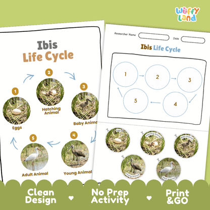 Ibis Life Cycle Poster and Cut and Paste Worksheet Activity