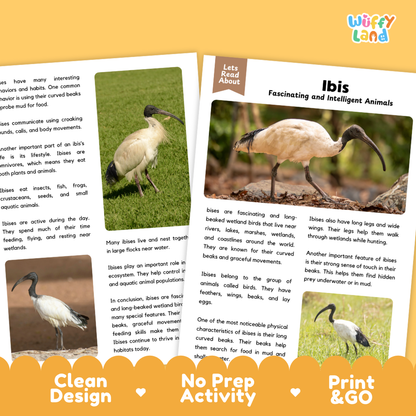Ibis Reading Passage and Comprehension Questions Worksheets