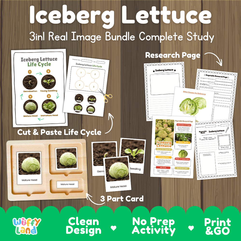Iceberg lettuce 3in1 real image bundle complete study printable featuring life cycle cut and paste worksheets, Montessori 3-part cards, and research pages