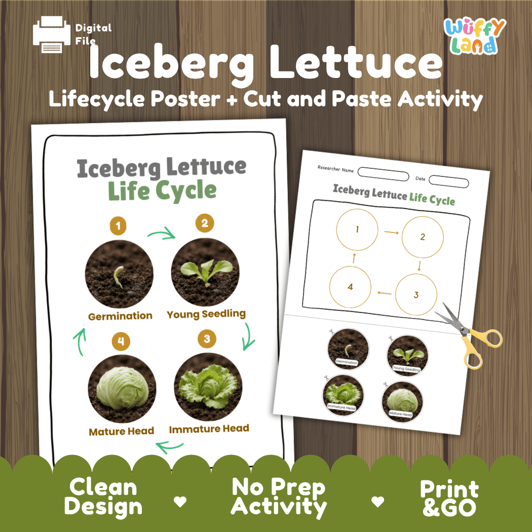 Iceberg lettuce plant life cycle educational printable pack cover showing visual reference poster and cut and paste sequencing worksheet with real photography