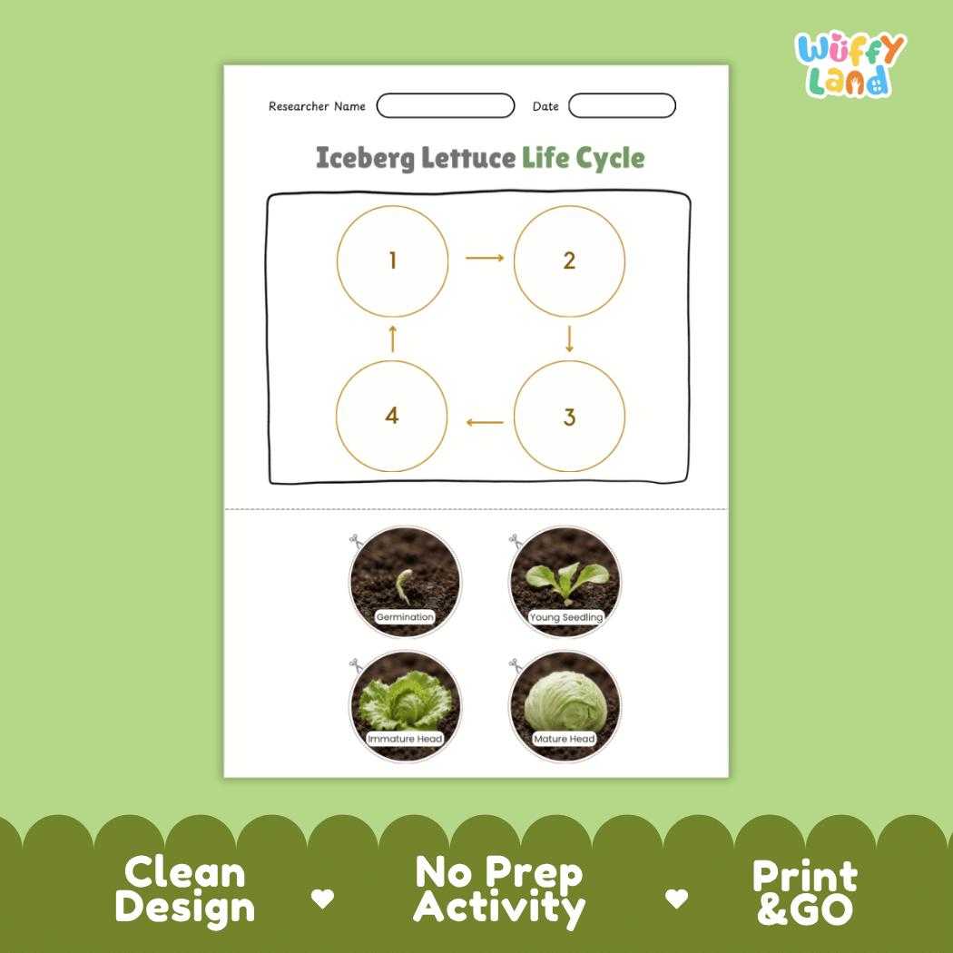 Educational reference poster showing four realistic photo stages of an iceberg lettuce life cycle including seed, germination, young plant, and mature plant