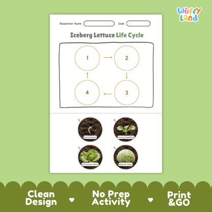 Educational reference poster showing four realistic photo stages of an iceberg lettuce life cycle including seed, germination, young plant, and mature plant