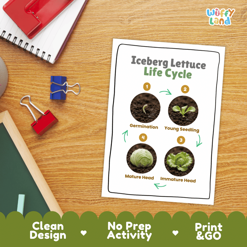 Hands-on cut and paste science worksheet for students to cut real photo tokens and sequence iceberg lettuce growth stages onto numbered circles
