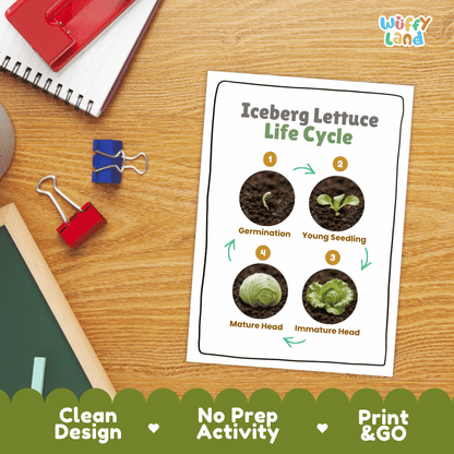 Hands-on cut and paste science worksheet for students to cut real photo tokens and sequence iceberg lettuce growth stages onto numbered circles
